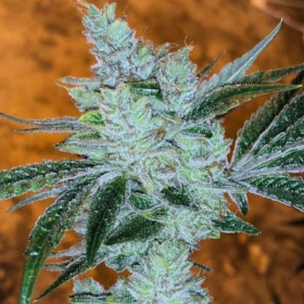 Lemon Delight - THE CALI CONNECTION | TanieSianie.pl
