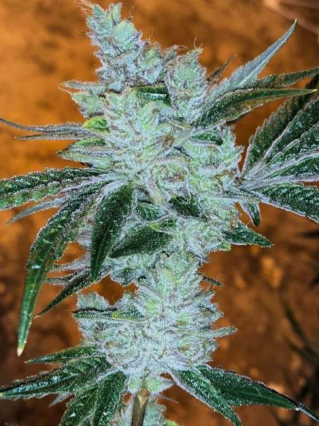 Lemon Delight - THE CALI CONNECTION | TanieSianie.pl