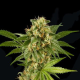KUSH-N-CHEESE - DINAFEM | TanieSianie.pl