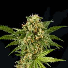 KUSH-N-CHEESE - DINAFEM | TanieSianie.pl