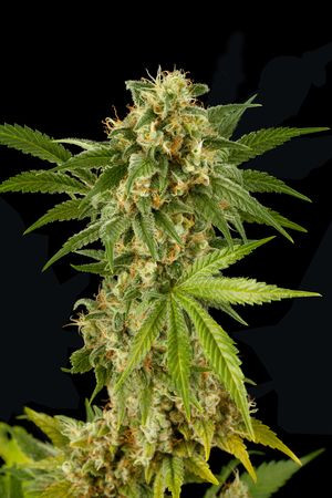 KUSH-N-CHEESE - DINAFEM | TanieSianie.pl