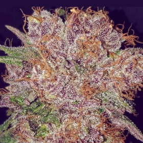 Strawberry Ice - THE CALI CONNECTION | TanieSianie.pl