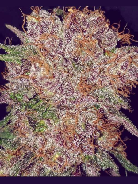Strawberry Ice - THE CALI CONNECTION | TanieSianie.pl