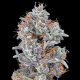 Strawberry Delight - THE CALI CONNECTION | TanieSianie.pl