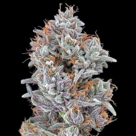 Strawberry Delight - THE CALI CONNECTION | TanieSianie.pl