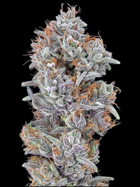 Strawberry Delight - THE CALI CONNECTION | TanieSianie.pl