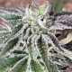 Red Berry Tartz - THE CALI CONNECTION | TanieSianie.pl