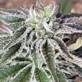 Red Berry Tartz - THE CALI CONNECTION | TanieSianie.pl