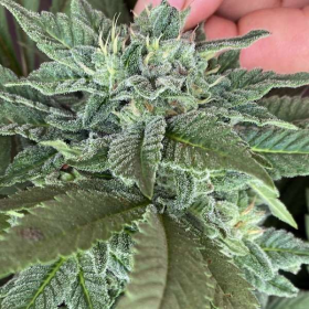 Ozark Beauty Punch - THE CALI CONNECTION | TanieSianie.pl