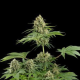 Moby Dick - DINAFEM | TanieSianie.pl