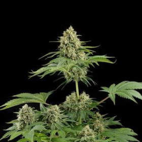 Moby Dick - DINAFEM | TanieSianie.pl