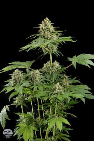 Moby Dick - DINAFEM | TanieSianie.pl