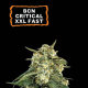 BCN Critical XXL FAST - SEED STOCKERS | TanieSianie.pl