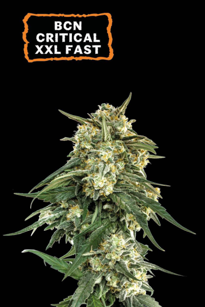 BCN Critical XXL FAST - SEED STOCKERS | TanieSianie.pl