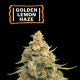 Golden Lemon Haze - SEED STOCKERS | TanieSianie.pl