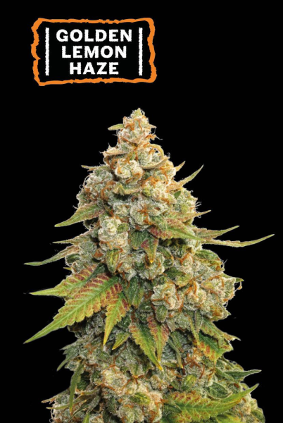 Golden Lemon Haze - SEED STOCKERS | TanieSianie.pl
