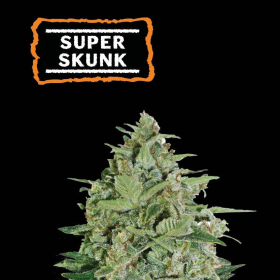 Super Skunk - SEED STOCKERS | TanieSianie.pl