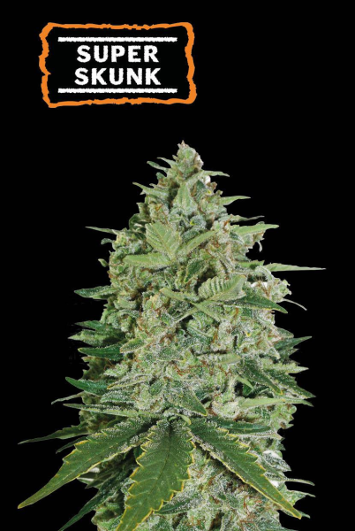 Super Skunk - SEED STOCKERS | TanieSianie.pl
