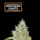 Northern Light - SEED STOCKERS | TanieSianie.pl