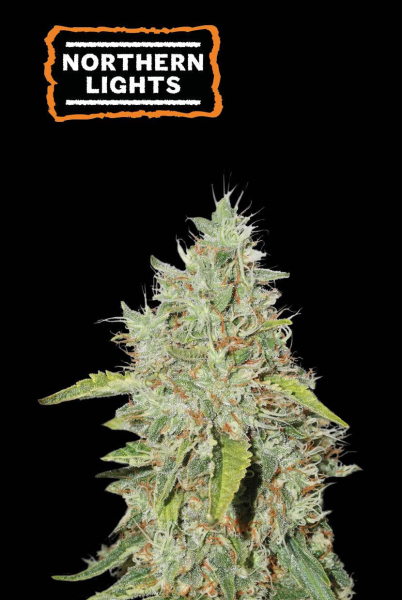 Northern Light - SEED STOCKERS | TanieSianie.pl