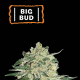 Big Bud - SEED STOCKERS | TanieSianie.pl