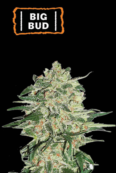 Big Bud - SEED STOCKERS | TanieSianie.pl