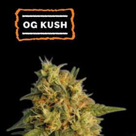 O.G. Kush - SEED STOCKERS | TanieSianie.pl