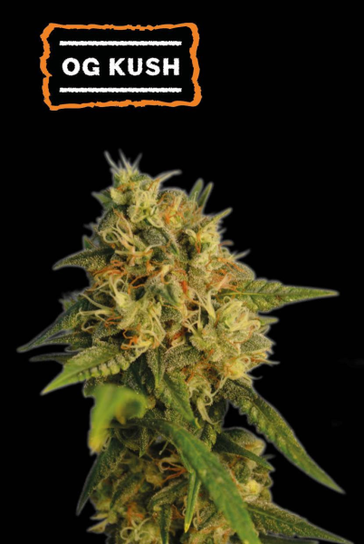 O.G. Kush - SEED STOCKERS | TanieSianie.pl