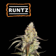Runtz - SEED STOCKERS | TanieSianie.pl