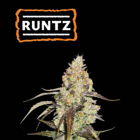 Runtz - SEED STOCKERS | TanieSianie.pl