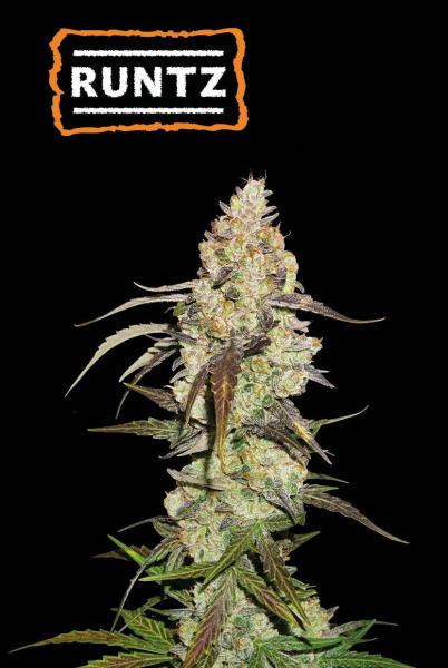 Runtz - SEED STOCKERS | TanieSianie.pl