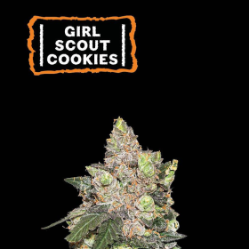 Girl Scout Cookies - SEED STOCKERS | TanieSianie.pl