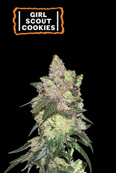Girl Scout Cookies - SEED STOCKERS | TanieSianie.pl