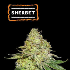 Sherbet - SEED STOCKERS | TanieSianie.pl