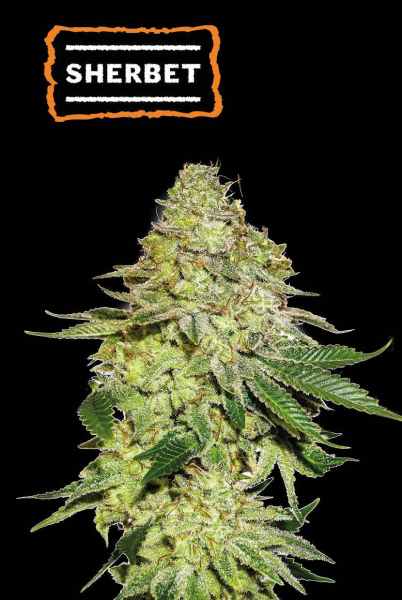 Sherbet - SEED STOCKERS | TanieSianie.pl