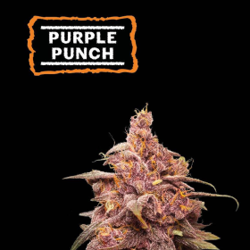 Purple Punch - SEED STOCKERS | TanieSianie.pl