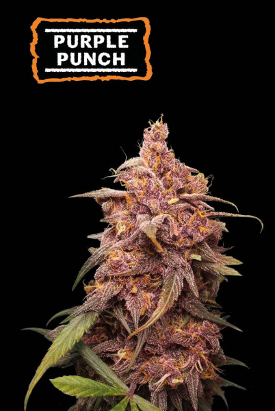 Purple Punch - SEED STOCKERS | TanieSianie.pl