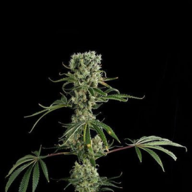Moby Dick #2 - DINAFEM | TanieSianie.pl