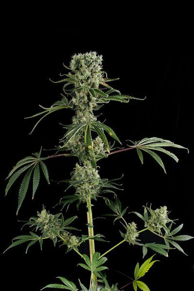 Moby Dick #2 - DINAFEM | TanieSianie.pl