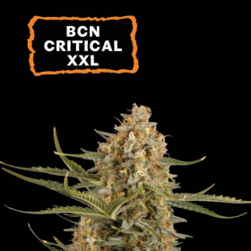 BCN Critical XXL - SEED STOCKERS | TanieSianie.pl