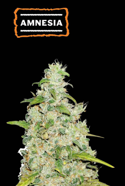 Amnesia - SEED STOCKERS | TanieSianie.pl