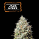 Jack Herer - SEED STOCKERS | TanieSianie.pl