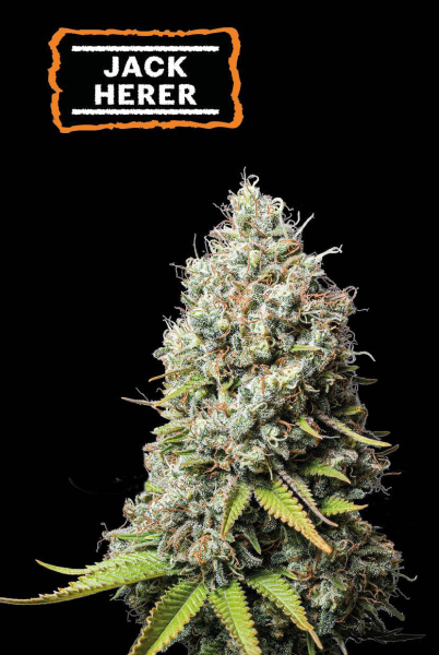 Jack Herer - SEED STOCKERS | TanieSianie.pl