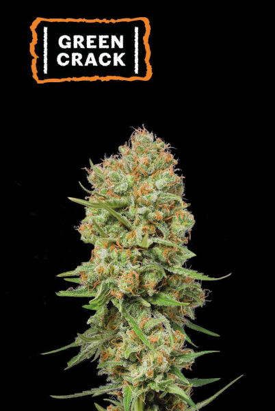 Green Crack - SEED STOCKERS | TanieSianie.pl