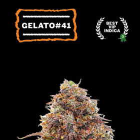 Gelato #41 - SEED STOCKERS | TanieSianie.pl