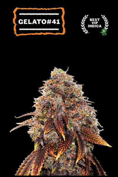 Gelato #41 - SEED STOCKERS | TanieSianie.pl