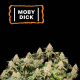 Moby Dick - SEED STOCKERS | TanieSianie.pl