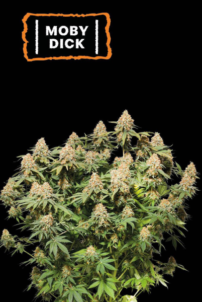 Moby Dick - SEED STOCKERS | TanieSianie.pl