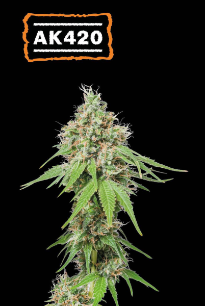 AK420 - SEED STOCKERS | TanieSianie.pl