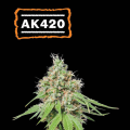 AK420 - SEED STOCKERS